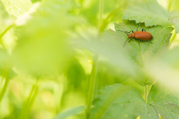 Marco image of an insect