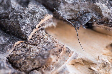 Marco image of an insect