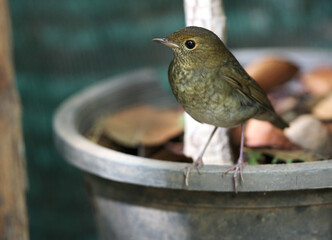 Rufous-headed Robin, Larvivora ruficeps