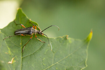 Marco image of an insect