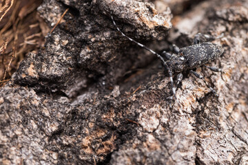 Marco image of an insect