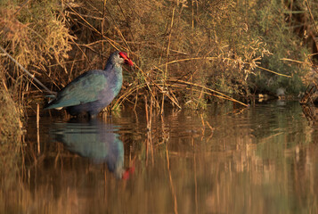 Grey-headed Swamphen in its habitat at Asker Marsh, Bahrain