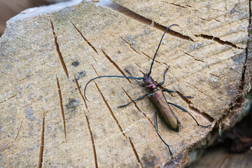 Marco image of an insect