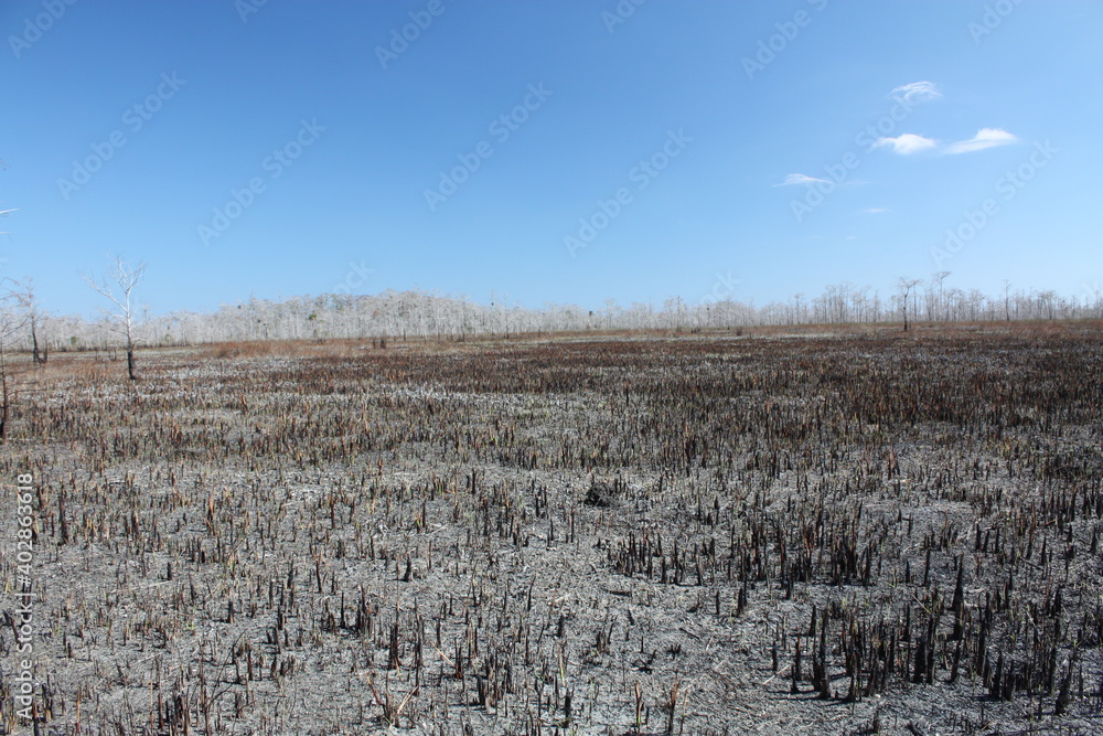 Wall mural Everglades after a forest fire