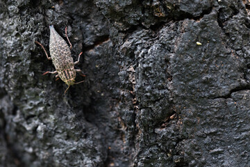 Marco image of an insect