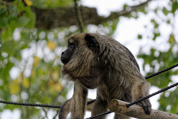 howler Monkey