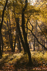 park in autumn light