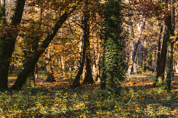 Obraz premium trees with ivy in the autumn park