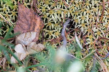 Marco image of an insect