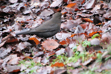 Blackbird on the ground