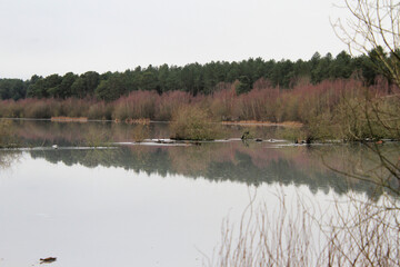 A view of Delamere Forest in Cheshire in the winter