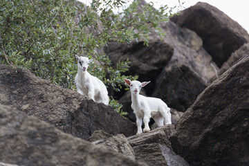 mountain goats climbing on rocks