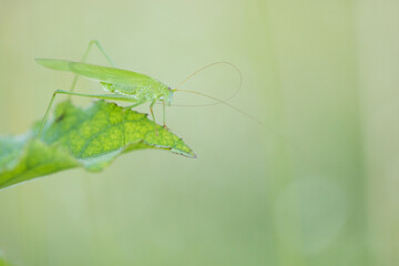 Marco image of an insect