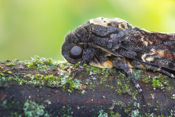 Marco image of an insect