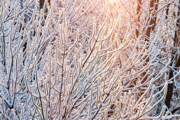 The frosted branches of the trees glisten and sparkle in the sun light