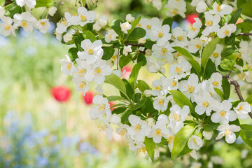 branches of an apple tree in spring, white blossoms, blurry garden background