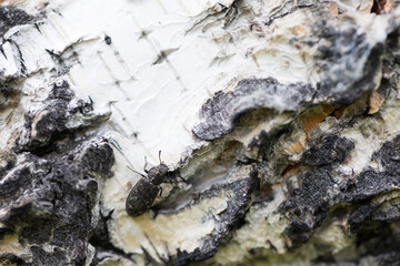 Marco image of an insect