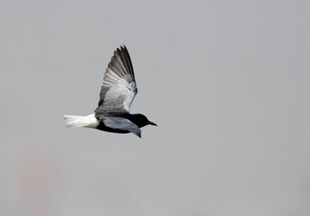 White-winged tern flying at Asker marsh, Bahrain
