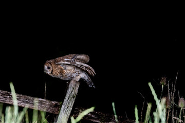 Tawny Owl (Strix aluco) photographed at night