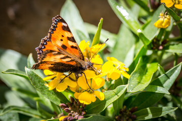 butterfly on yellow flower