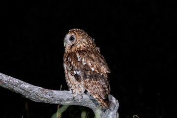 Tawny Owl (Strix aluco) photographed at night
