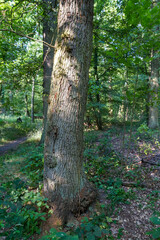 Marco image of an insect