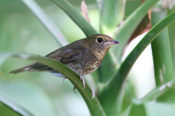 Rufous-headed Robin, Larvivora ruficeps