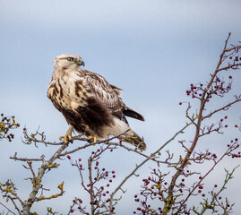 Wet Rough Legged Hawk in Tree