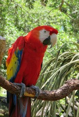Beautiful red macaw parrot on a branch in Florida zoological garden, closeup