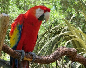 Red macaw parrot in Florida zoological garden © natalya2015