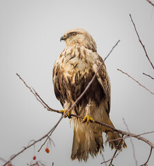Wet Rough Legged Hawk in Tree