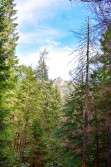 Zakopane - Zielony las świerkowy 