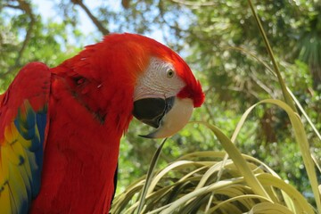 Red macaw parrot in Florida zoological garden, closeup © natalya2015