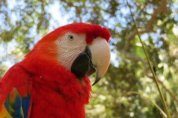 Beautiful red macaw parrot on Florida wild © natalya2015