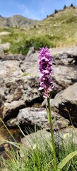 Flor Violeta