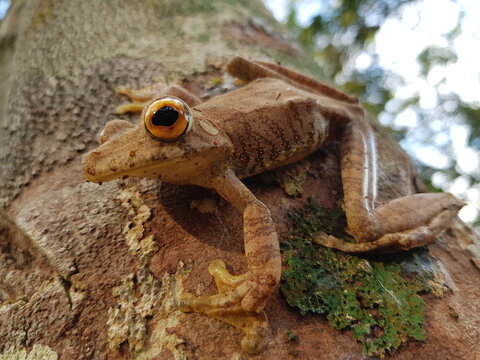 
True Tree Frog Amphibian Of The Hylidae Family. Amazon Rainforest, Brazil 
