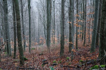 Late autumn forest landscape with georgous yellow leaves.
