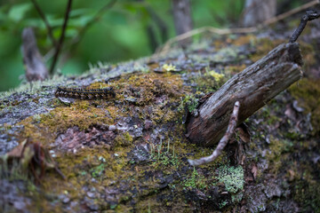 Marco image of an insect