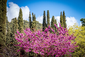 judas tree in spring, cypress, andalusia, spain