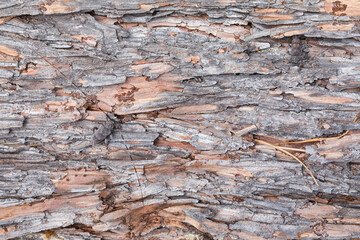 Marco image of an insect