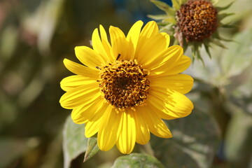 yellow flower