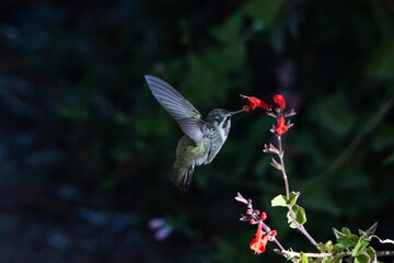 Costa's Hummingbird (Calypte costae)