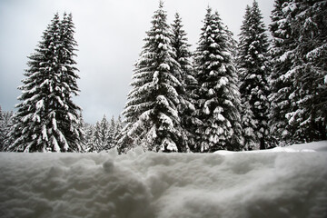 VELEBIT MOUNTAIN, CROATIA, 1st January 2021. - Spruce (Picea abies) forest covered with snow