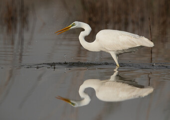 Great Egret fishing at asker marsh, Bahrain