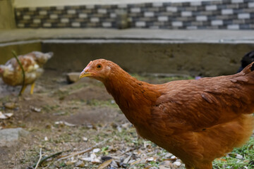 picture of young red color hen with her head up