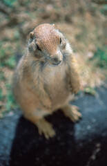 Prairie dogs on the prairie of South Dakota, USA