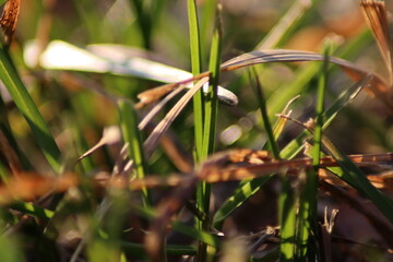 Macro photo of grass