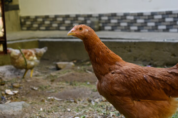 picture of young red color hen with her head up