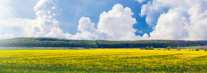 Rapeseed flowering. Panorama of a field with blooming rapeseed and a picturesque sky