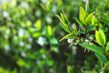 fresh natural green branch
